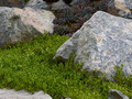 Delosperma lineare IMG_5010 Słonecznica wysokogórska